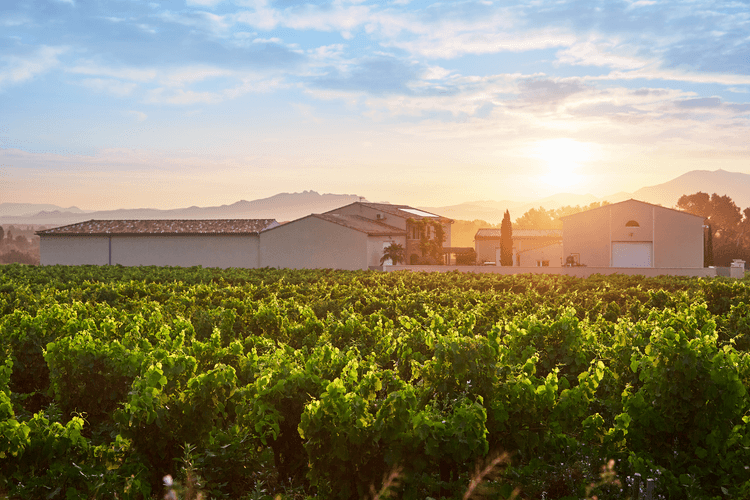 Jas de papes vineyard